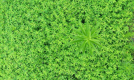 oppo免费看黄软件：霓虹赛道极速狂飙，亮黄涂装隐藏属性揭秘-4