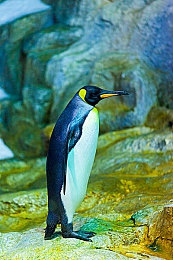 戴璐新娘婚纱视频播放在线观看：极速心跳，虚拟婚礼与赛道誓言的浪漫交响诗-2