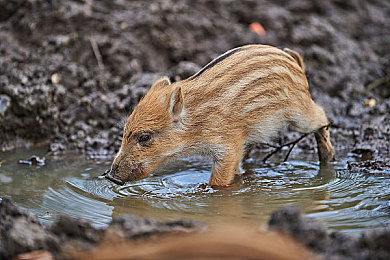 国产AV大：《极速都市：复兴》深度评测，国产赛车新作以真实物理与开放世界赢得赞誉-5
