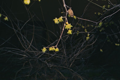 女生让男生随便朗诵自己的诵视频：声控竞速引爆社交新玩法，语音包共创成玩家互动热潮-5