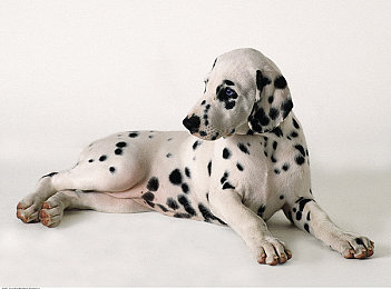 免费黄色软件404：数据碎片与街头油门的赛博迷踪-3