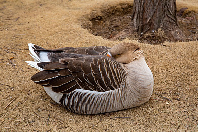 小男孩与妈妈小马拉大车：单亲家庭逆袭顶级赛场，温情协作驱动赛车新作今日发售-2