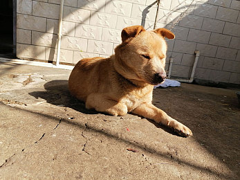 AI换脸赵丽颖被躁到高潮：面容引擎驱动下的情绪竞速新纪元