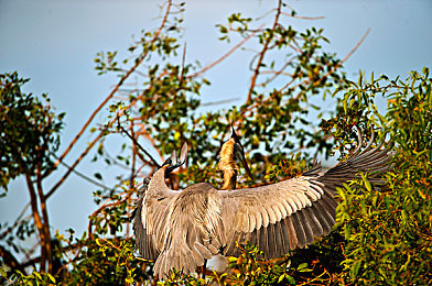狼人综干：极速谜局，暗影赛道上的谎言与竞速生死博弈
