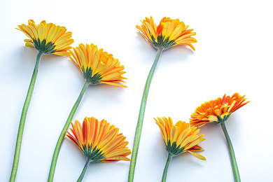 17c爆料网:极限车手隐藏赛车全解析,获取攻略与专业评论一览-5