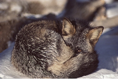 打扑克又喊又叫的软件：狂飙牌局，极速赌徒的赛道博弈-5