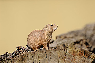 男生的困困方在女生的困困里面：双视角驾驶解谜新作发布，用合作破解视角困局-3