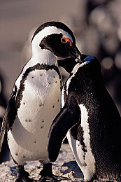 男女黄色软件：极速涂装美学，赛道色彩决定胜负新策略-4